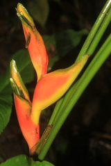 Heliconia stricta