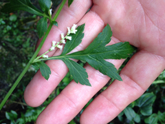 Artemisia lactiflora