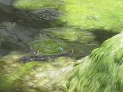 Oxyallagma dissidens