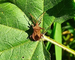 Coreus marginatus
