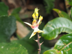 Plocoglottis plicata