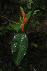 Heliconia stricta