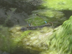 Oxyallagma dissidens