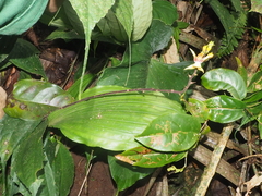 Plocoglottis plicata