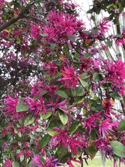 Loropetalum