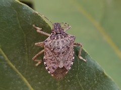 Halyomorpha halys