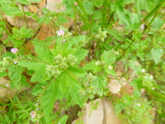 Fuertesimalva chilensis