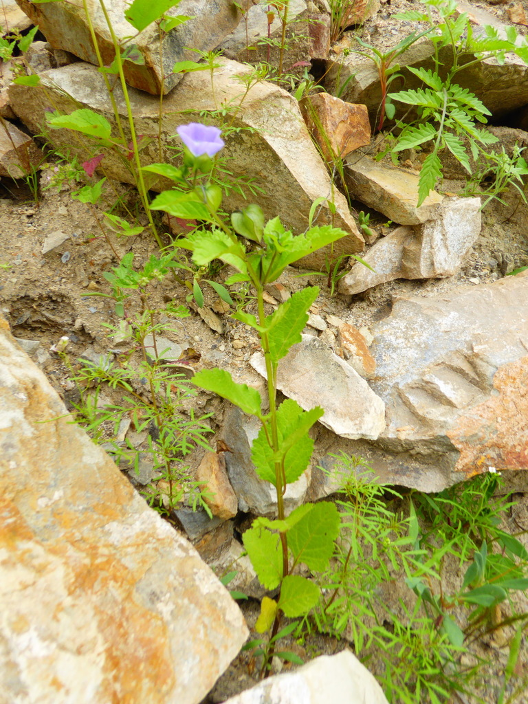 Nicandra yacheriana