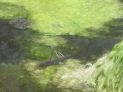 Oxyallagma dissidens