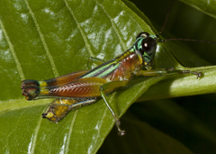 Leioscapheus