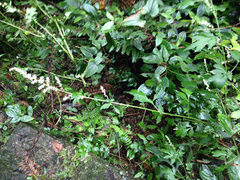 Artemisia lactiflora