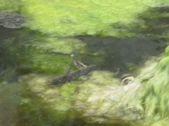 Oxyallagma dissidens