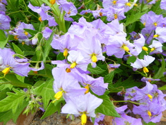 Solanum paposanum