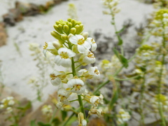 Neuontobotrys lanata