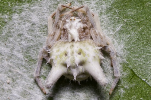 Mastophora leucacantha