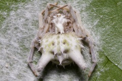 Mastophora leucacantha