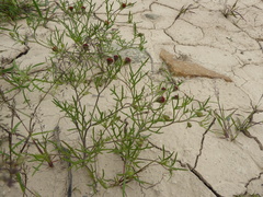 Picradeniopsis multiflora