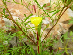 Oenothera verrucosa