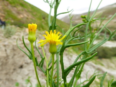 Senecio yurensis