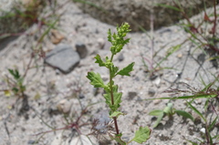 Dysphania graveolens