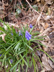 Muscari