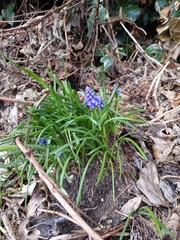 Muscari