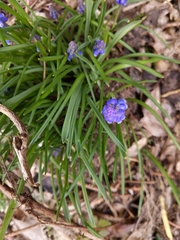 Muscari