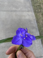 Tradescantia virginiana