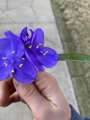Tradescantia virginiana