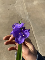 Tradescantia virginiana