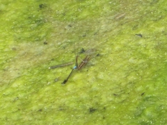 Oxyallagma dissidens