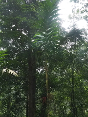 Pinanga coronata