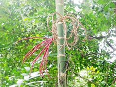 Pinanga coronata