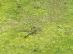 Oxyallagma dissidens