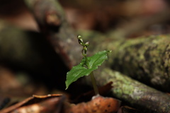 Neottia japonica