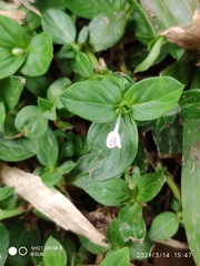 Spermacoce articularis