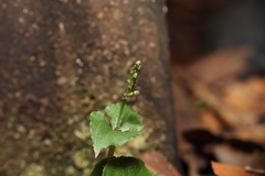 Neottia japonica