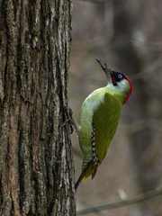 Picus viridis