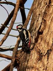 Dendrocopos major