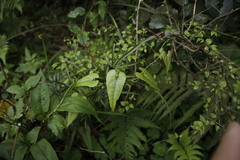Dioscorea japonica