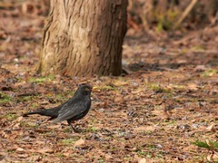 Turdus merula