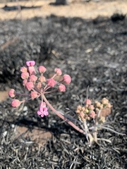 Asclepias senecionifolia