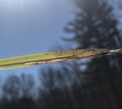 Cosmopterix clemensella