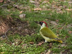 Picus viridis