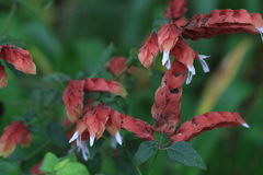 Justicia brandegeeana