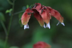 Justicia brandegeeana