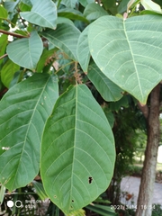 Sterculia oblongata