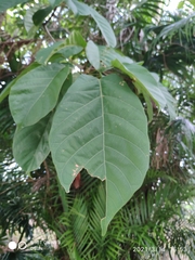 Sterculia oblongata