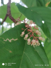 Sterculia oblongata