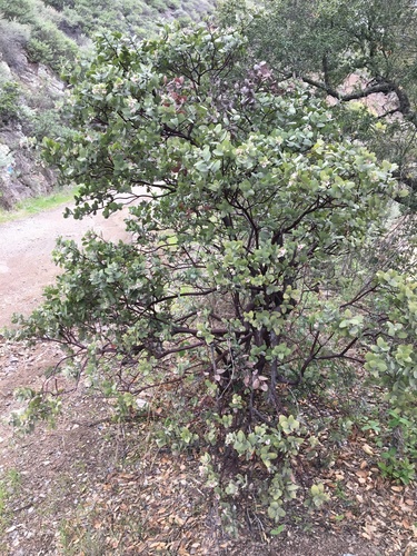Image of Arctostaphylos luciana by (c) redrovertracy, some rights reserved (CC BY)